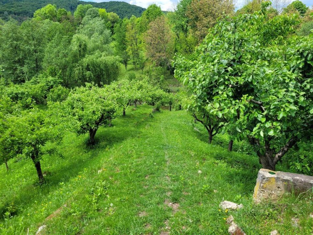 הוילה Valea Lunga-Cricov Casa Adelina מראה חיצוני תמונה